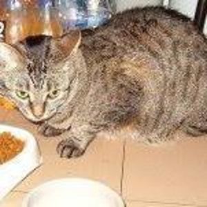 Meet your Posher, Paul